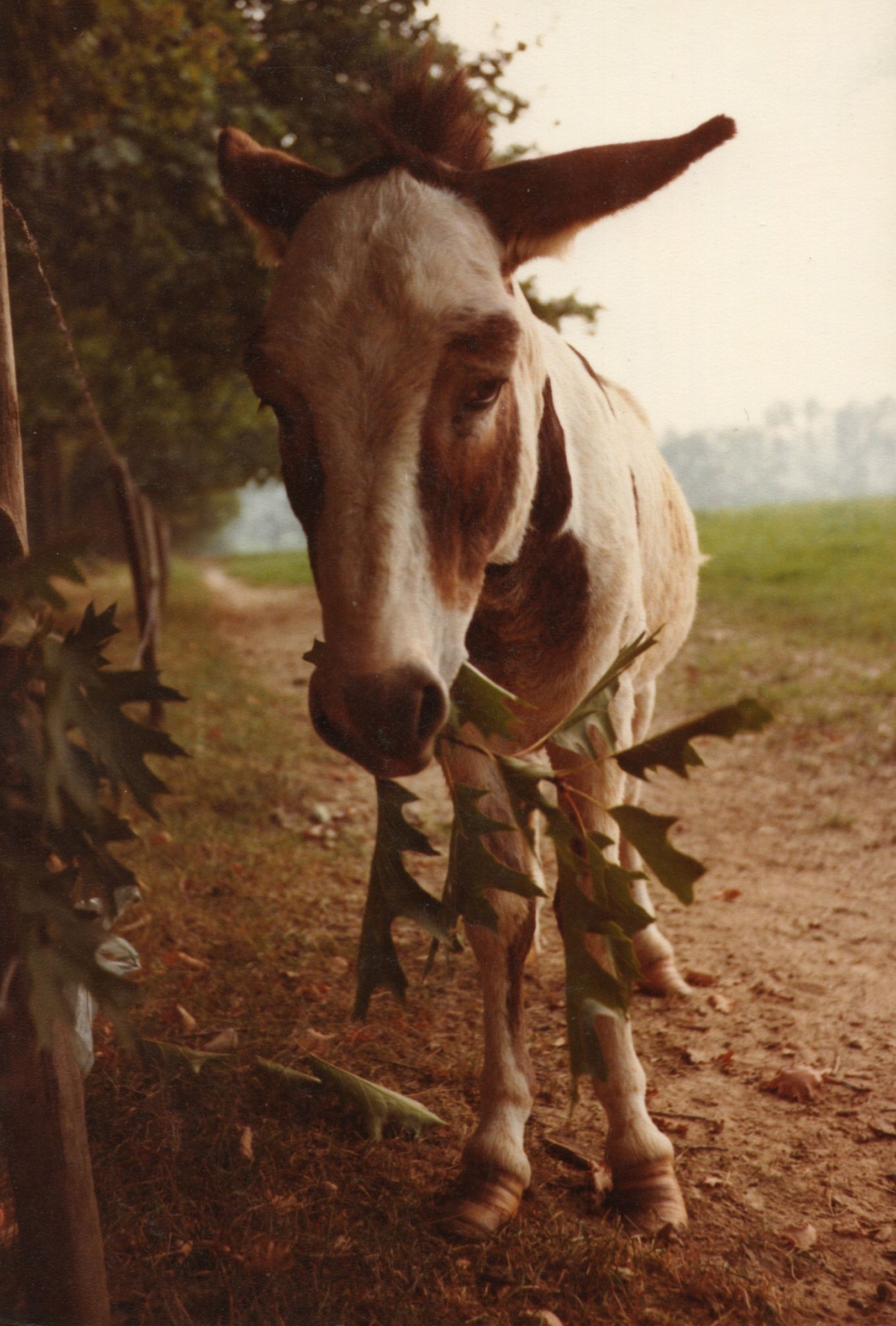 Somaro (La Mandria - Torino)